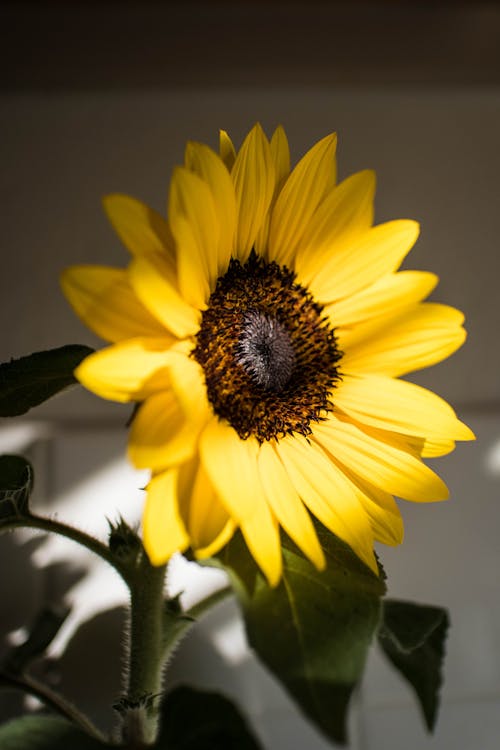 Free Yellow Sunflower Stock Photo