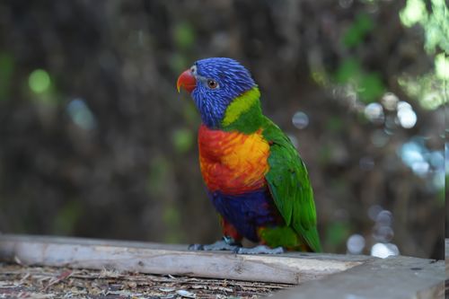 Free Colorful Rainbow Lorikeet perched outdoors in vibrant natural setting. Stock Photo