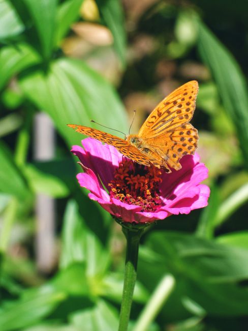 Vibrant orange butterfly perched on a pink zinnia flower basking in sunlight.