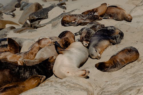 Ücretsiz Kaliforniya Deniz Aslanları Stok Fotoğraflar
