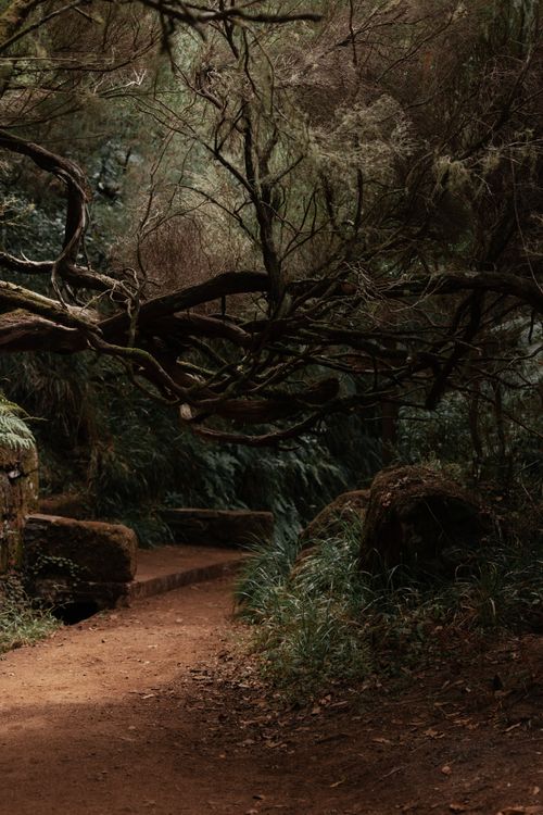 Free A mystical forest path surrounded by lush trees and rich vegetation in Madeira, Portugal. Stock Photo