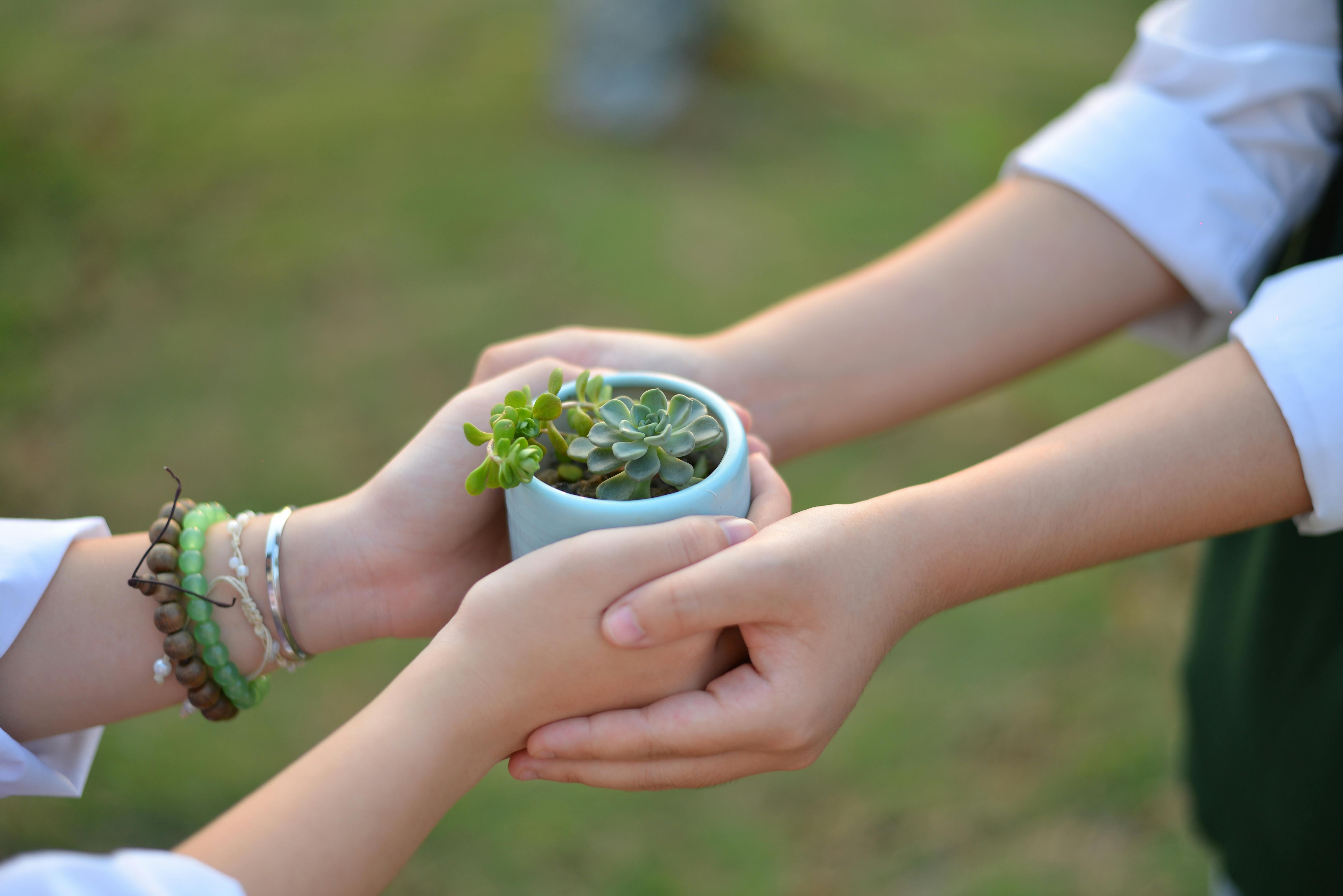 How to Leverage Discord Features for Successful Plant Exchanges and Gardening Tips Sharing