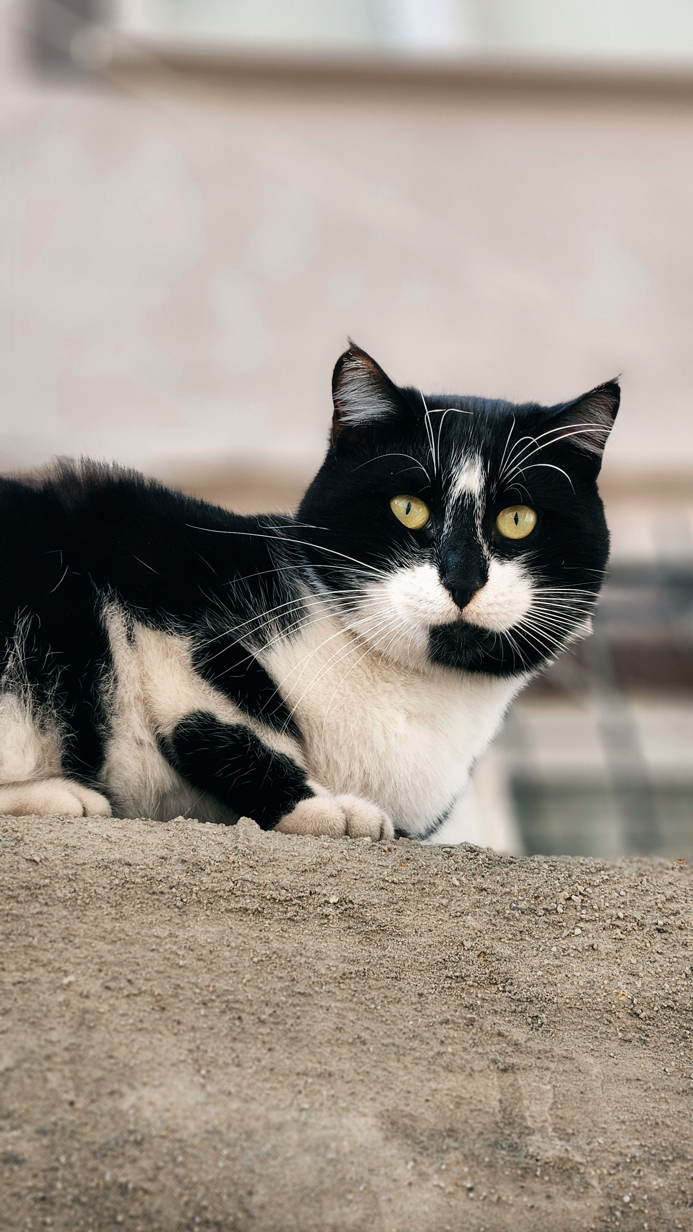 Close-up Portrait of a Black and White Cat · Free Stock Photo