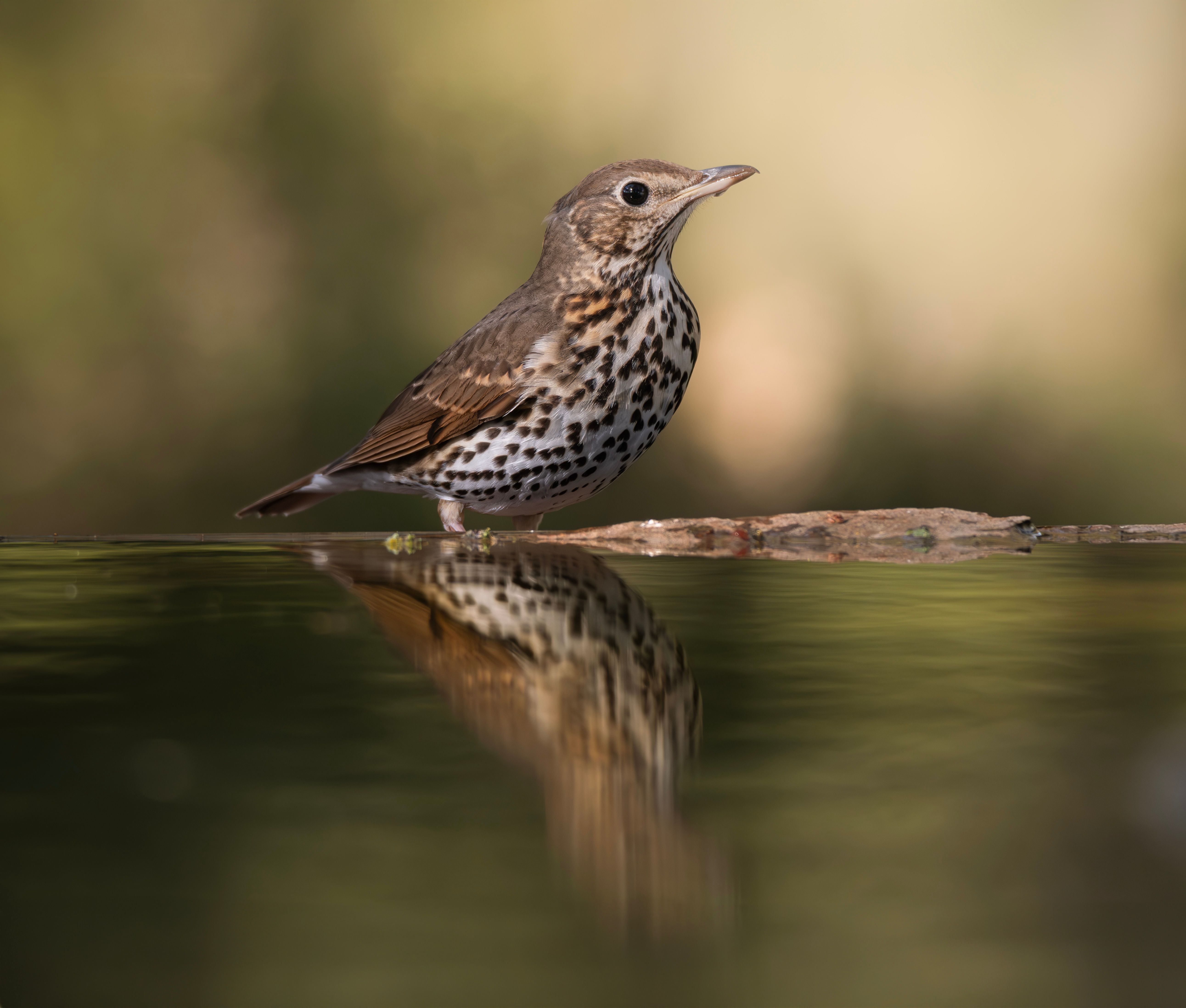 Song thrush British bird profile