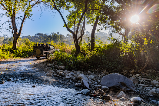Stunning morning view of a jeep on a safari trail in Uttarakhand, India, surrounded by lush trees and sunlight.