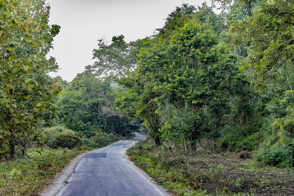Corbett Jungle Resort - Basic