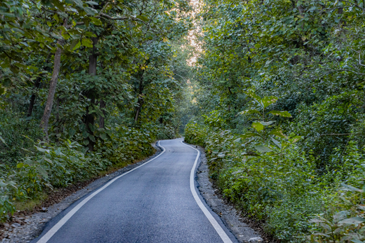 Curved road through lush green forest in Uttarakhand, India. Perfect for nature explorers.