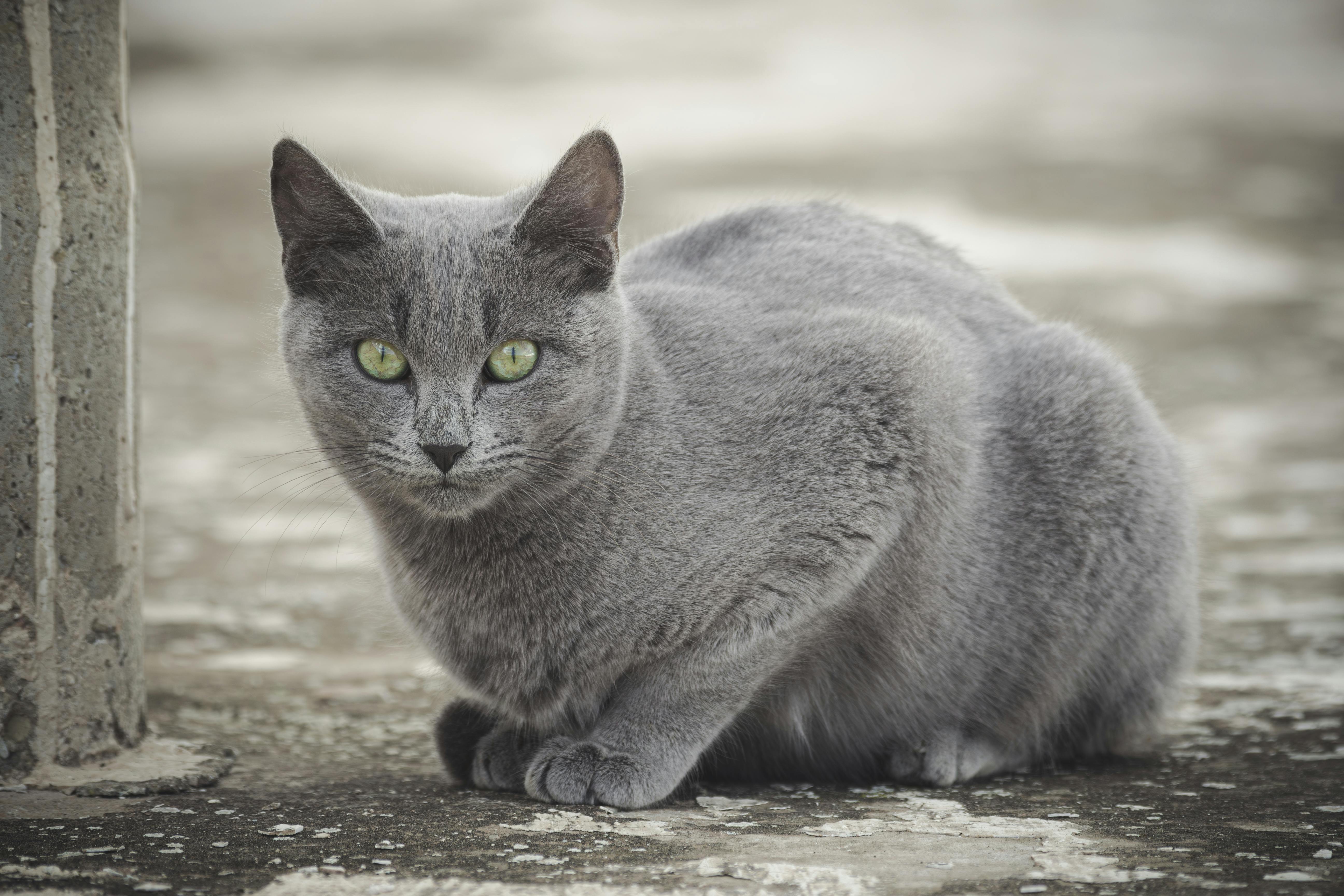 Burmese — pisica compactă cu personalitate mare