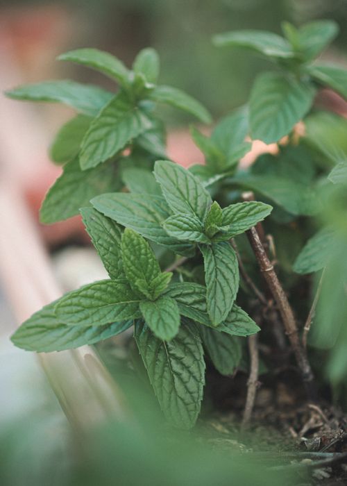 Free Vibrant green mint leaves growing outdoors in Tunisia garden. Stock Photo