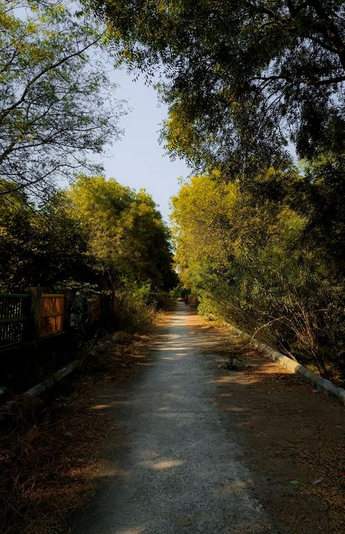 Free Peaceful pathway surrounded by trees in Greater Noida, India, during daytime. Stock Photo