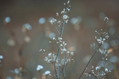 White Baby's Breath Flower in Focus Photography