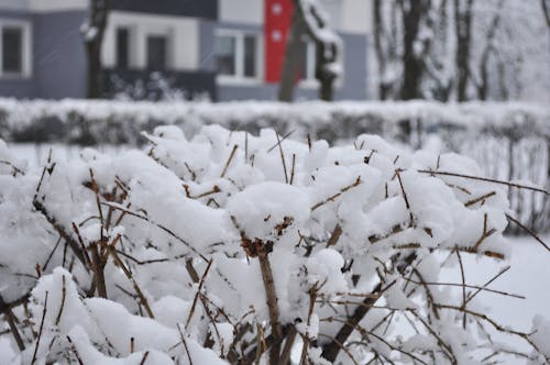 Kostnadsfri bild av bostad, buskar, buske