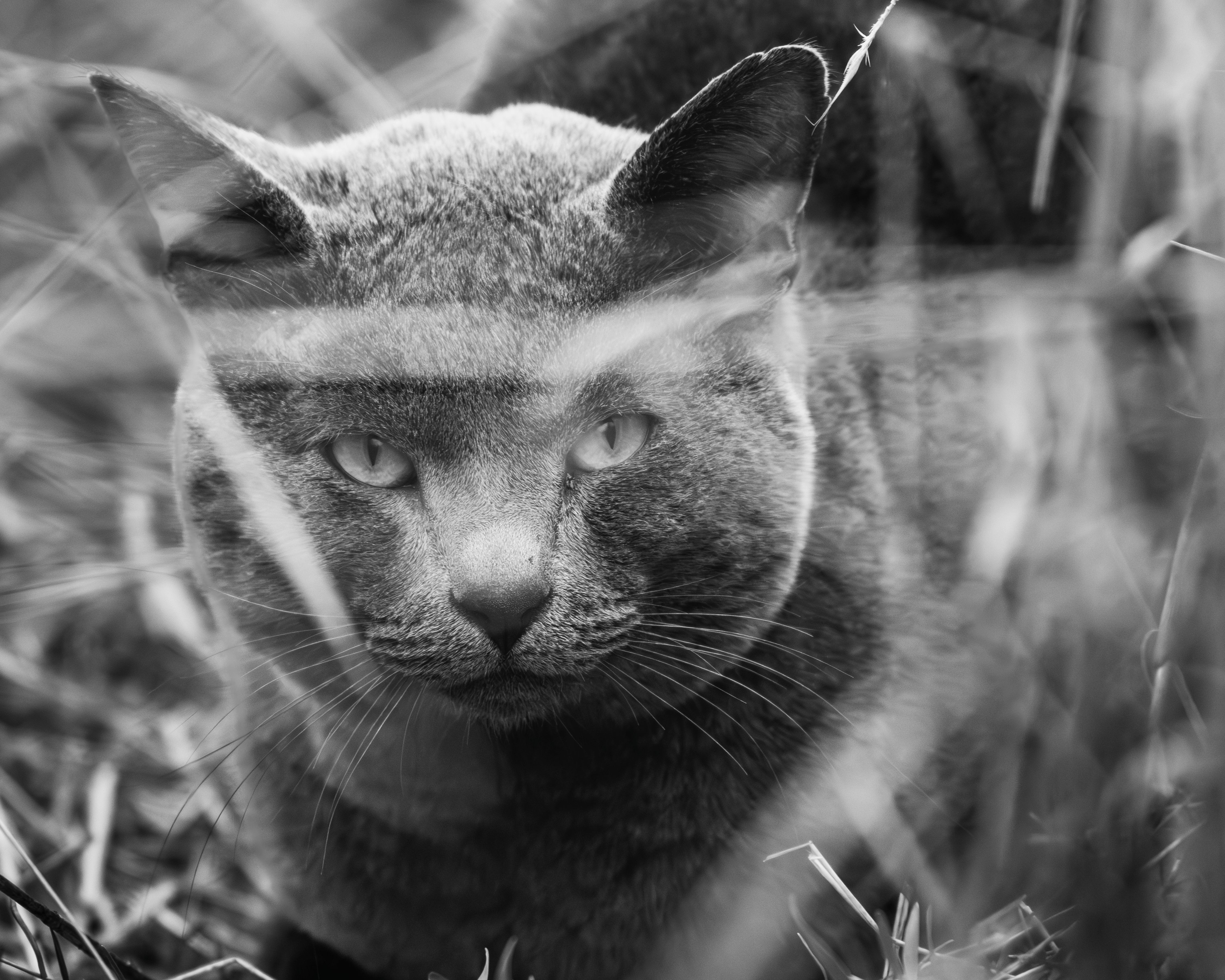 Captivating black and white portrait of a cat in natural grass setting.
