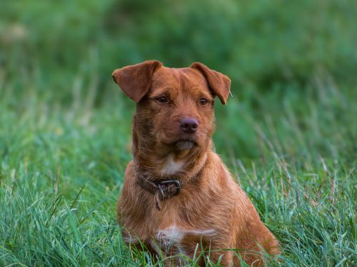 Free Adorable brown dog with collar sitting in lush green grass. Outdoor pet portrait. Stock Photo