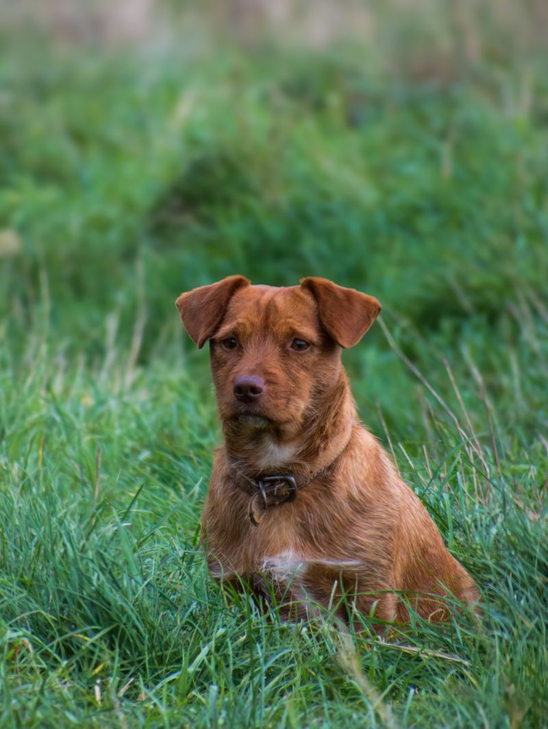 Dog exploring wooded trail — check for ticks after every walk