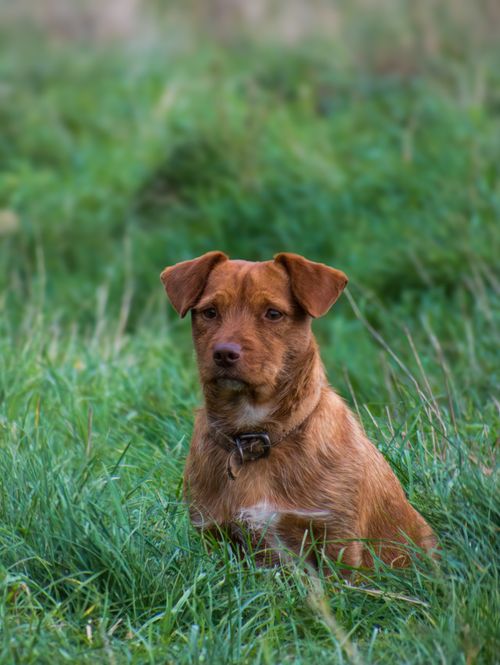 Free A brown dog sits attentively in a field of lush green grass, showcasing its curious nature. Stock Photo