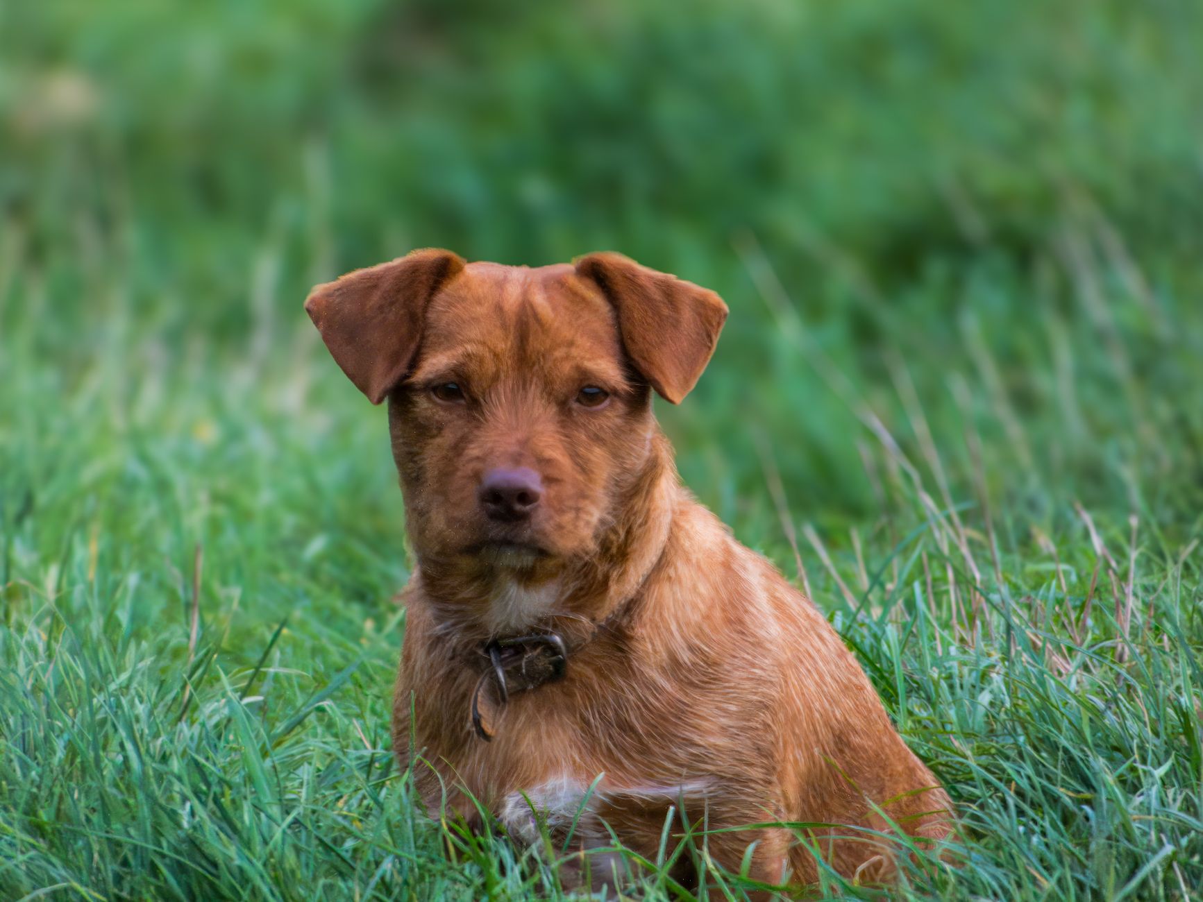 dog name