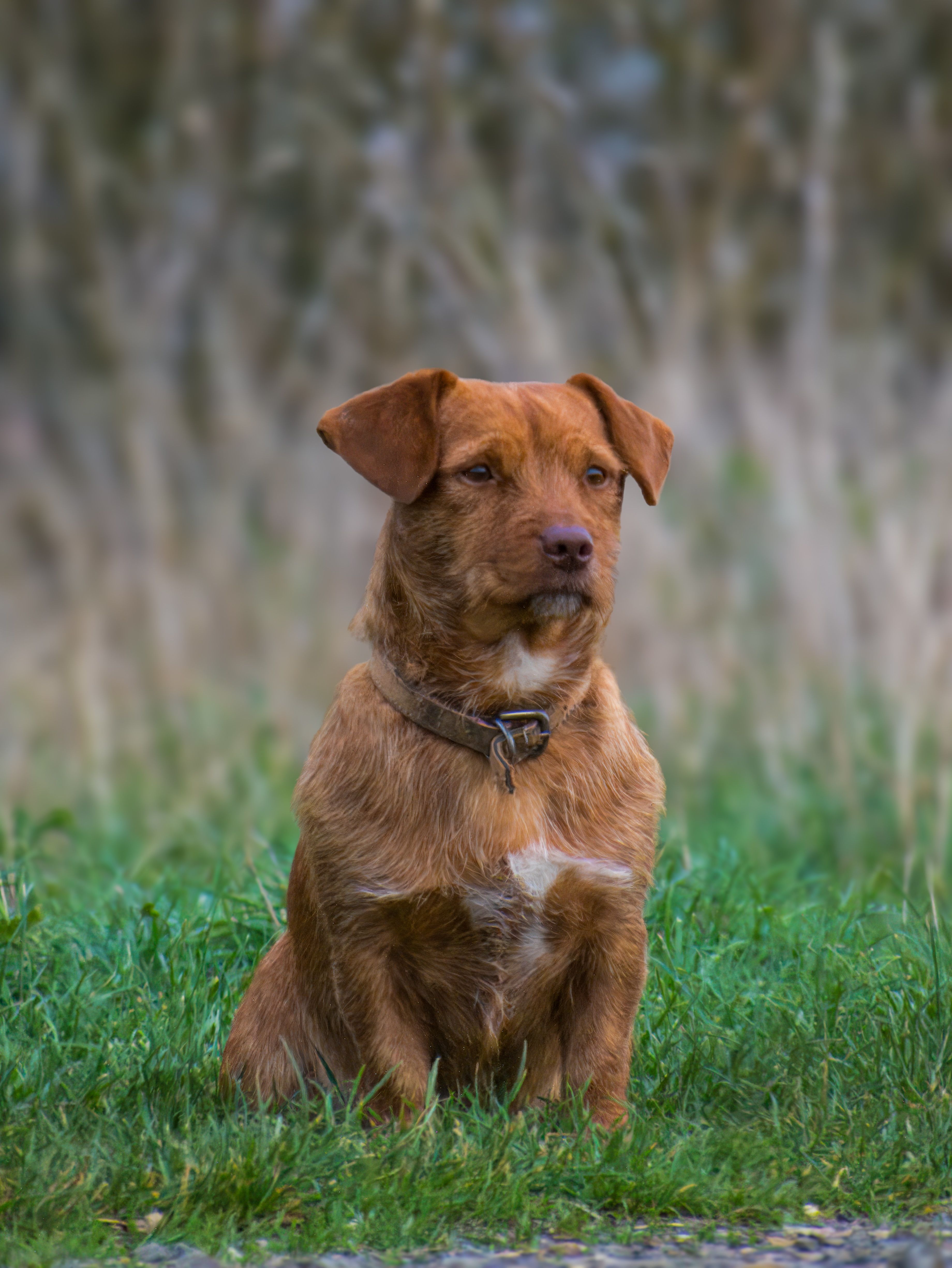 Portrait of a Brown Dog Sitting on Grass · Free Stock Photo