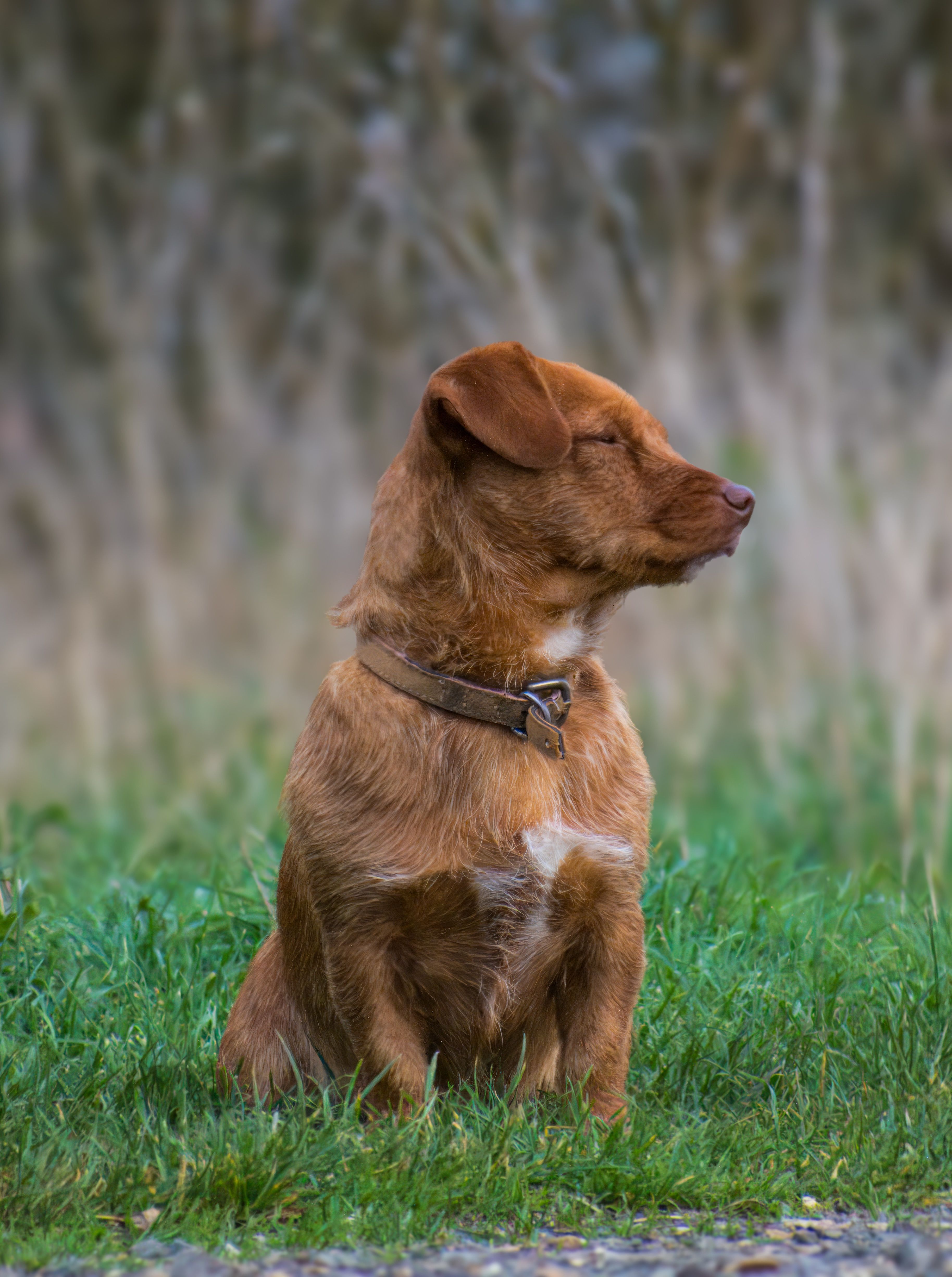 Brown dog sitting on grass in nature · Free Stock Photo