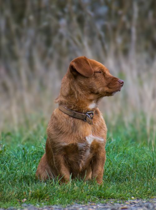 Free Cute brown dog sitting with closed eyes on green grass in outdoor setting. Stock Photo