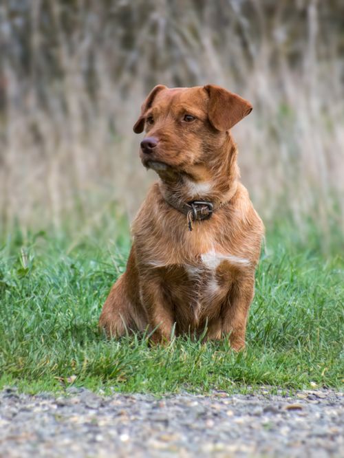 Free Adorable brown dog sitting on grass, looking alert and curious in a natural outdoor setting. Stock Photo