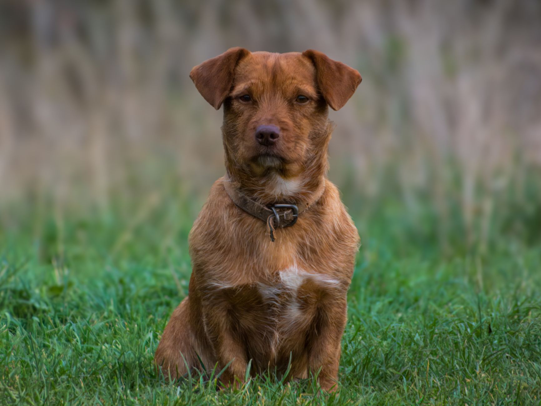 Best Non-Slip Dog Training Collars (2026) – Durable, Secure Picks That Stay Put During Training