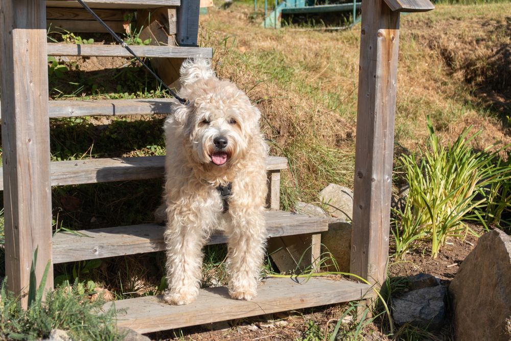 Soft Coated Wheaten Terrier, photo 1