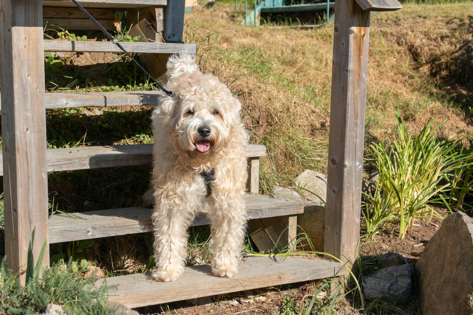 Charming Wheaten Terrier resting on wooden steps in a sunny outdoor setting.