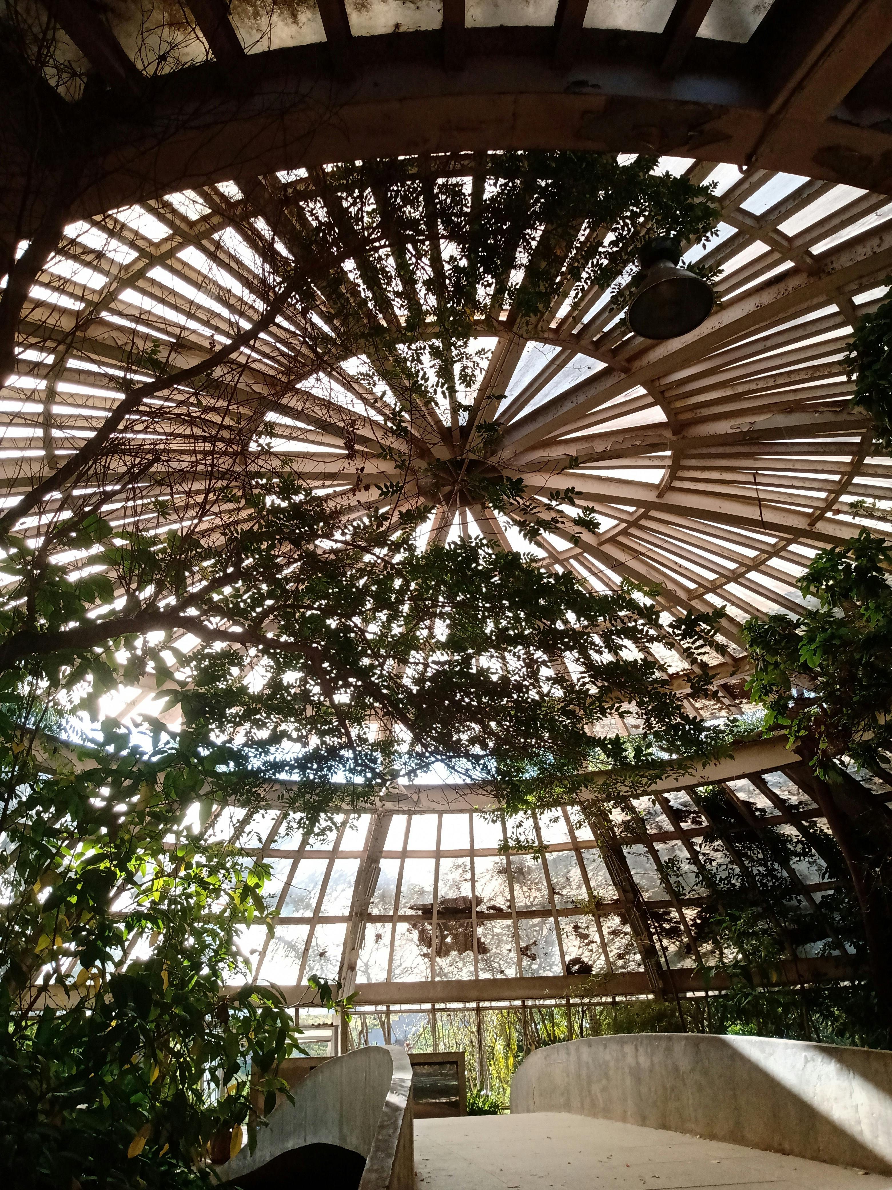 indoor conservatory with wooden dome and plants