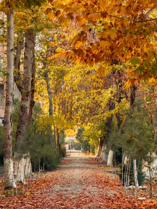 Free Discover the tranquil beauty of a fall path through colorful foliage in Fergana, Uzbekistan. Stock Photo