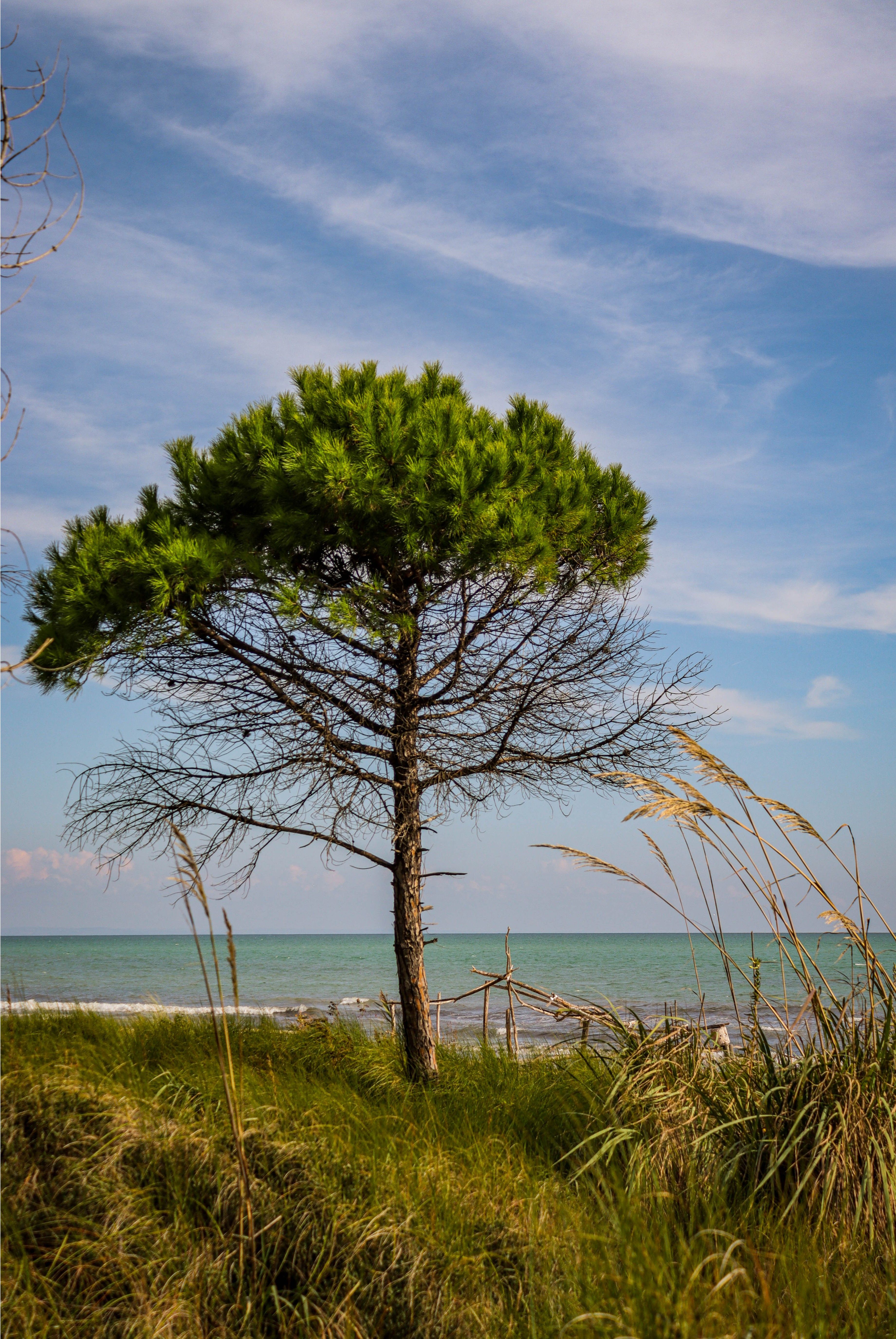 Serene beach scene featuring a single pine tree amidst tall grass with ocean in background.
