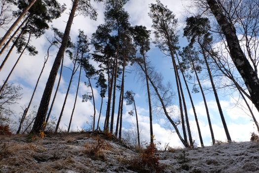 Leafless winter forest with tall pine trees and light snow on the ground under a bright blue sky.