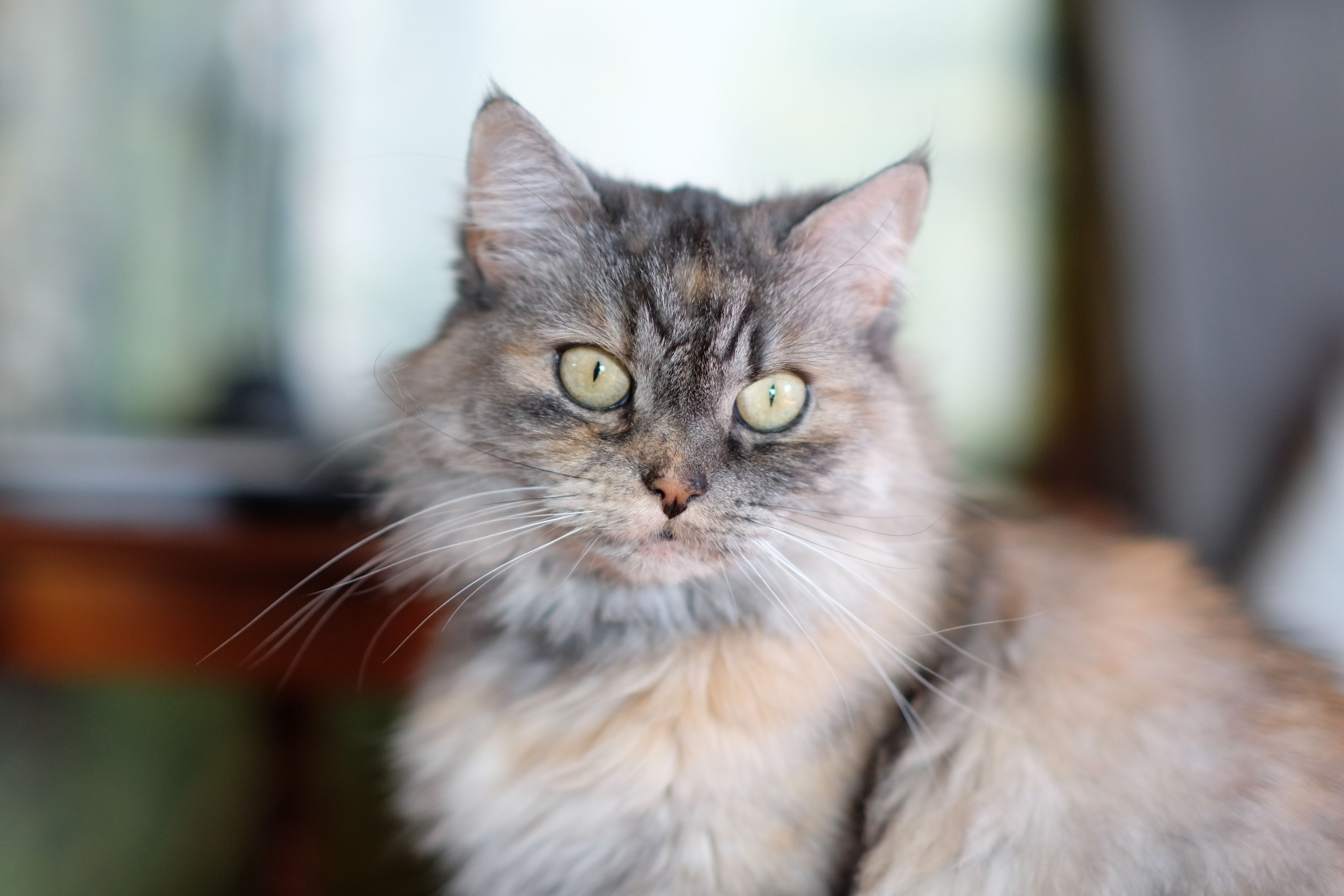 Кіт свійський: все про породи, догляд і утримання — domestic cat portrait home