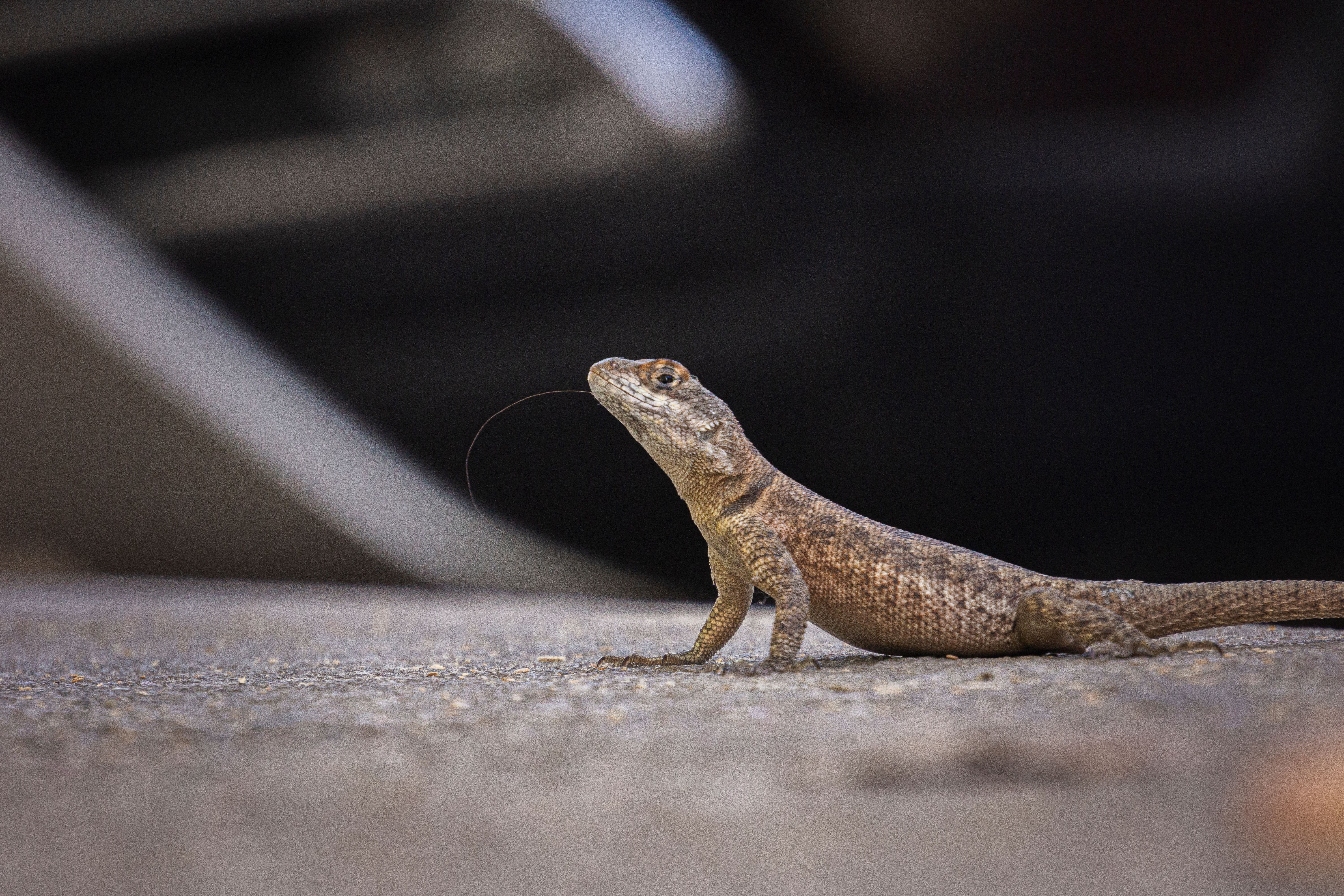Gecko Mt Photos, Download The BEST Free Gecko Mt Stock Photos & HD Images