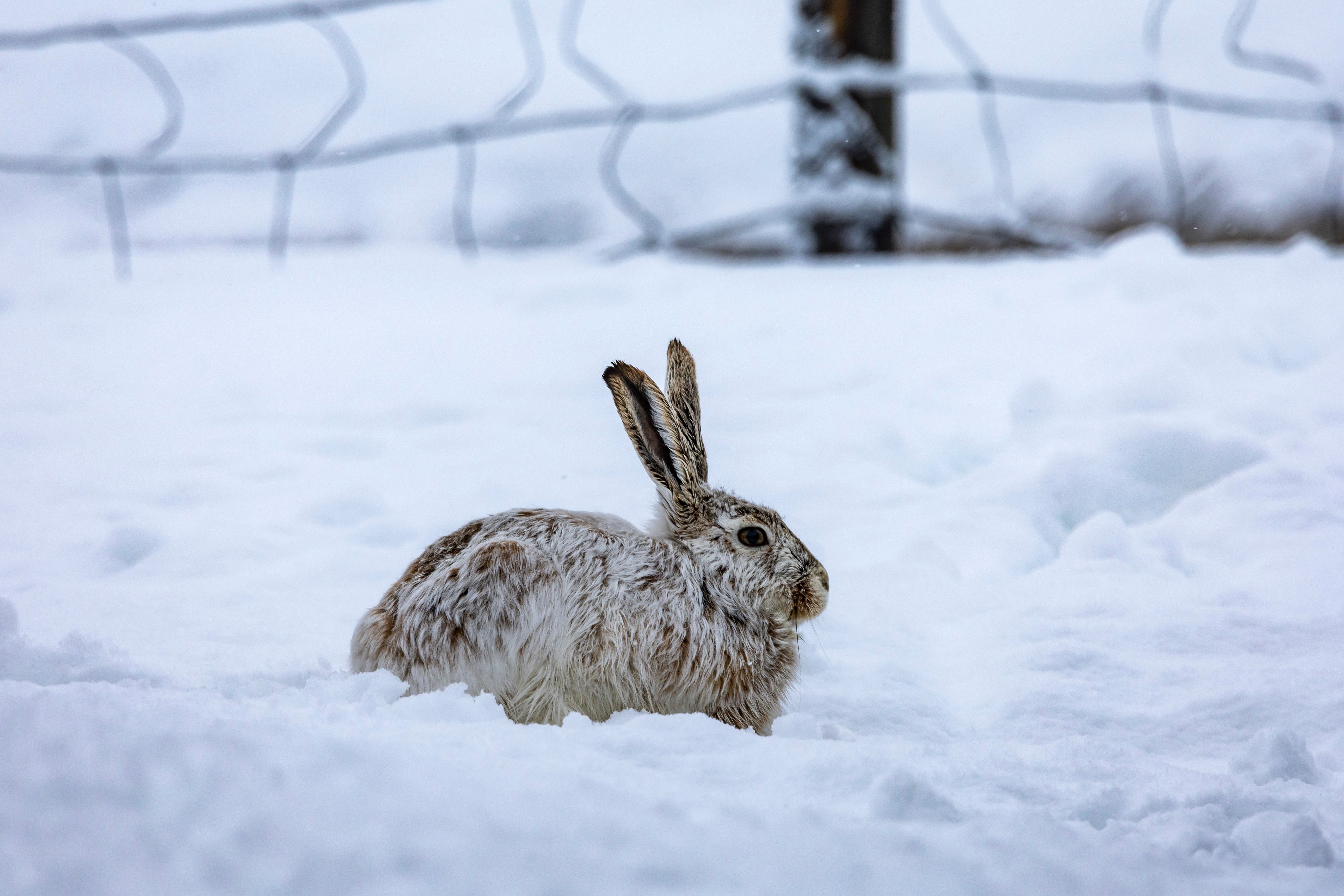Snow Hare in Winter Landscape · Free Stock Photo