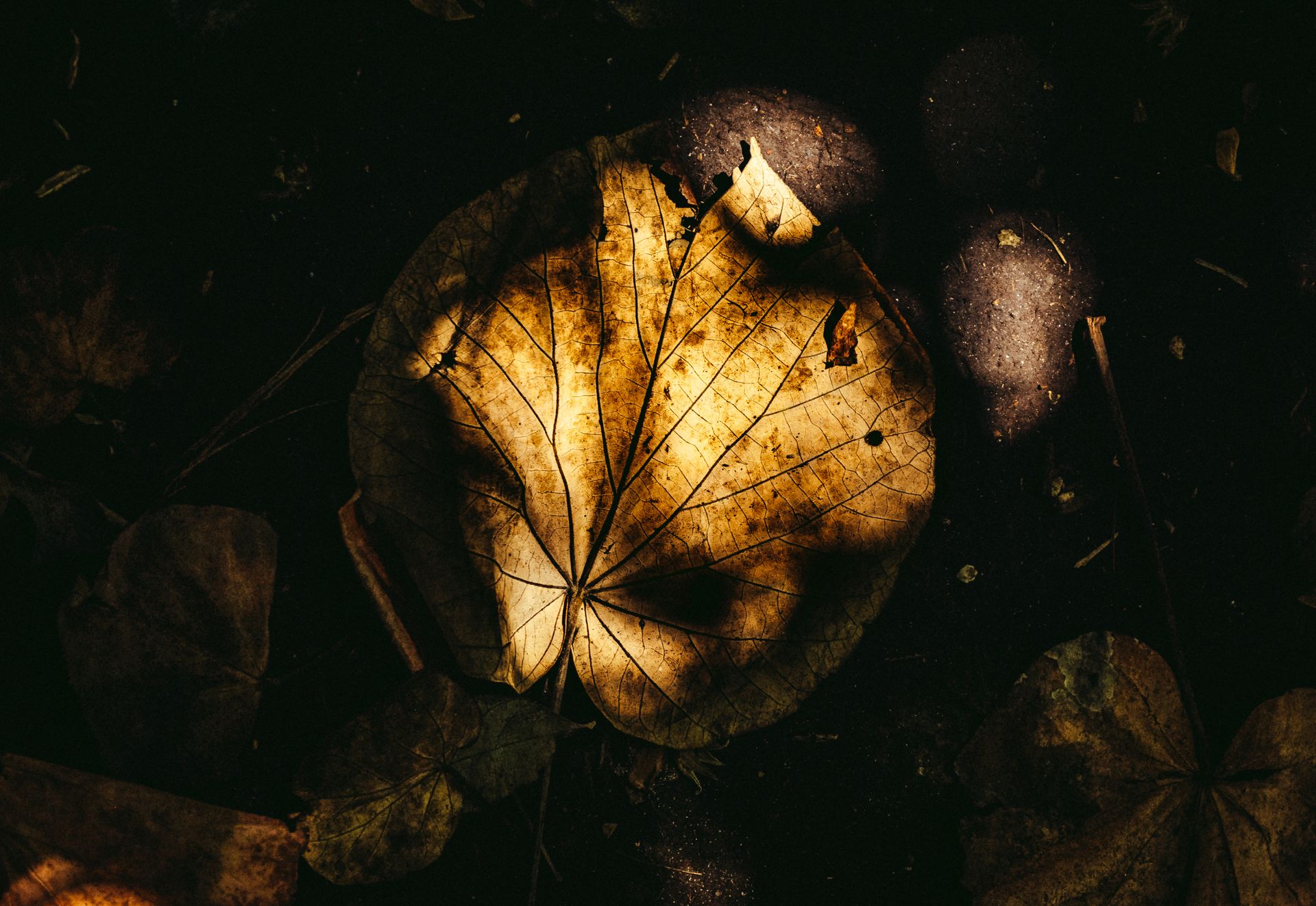 Close-up of a sunlit dead leaf in L'Étang-Salé forest, La Réunion.