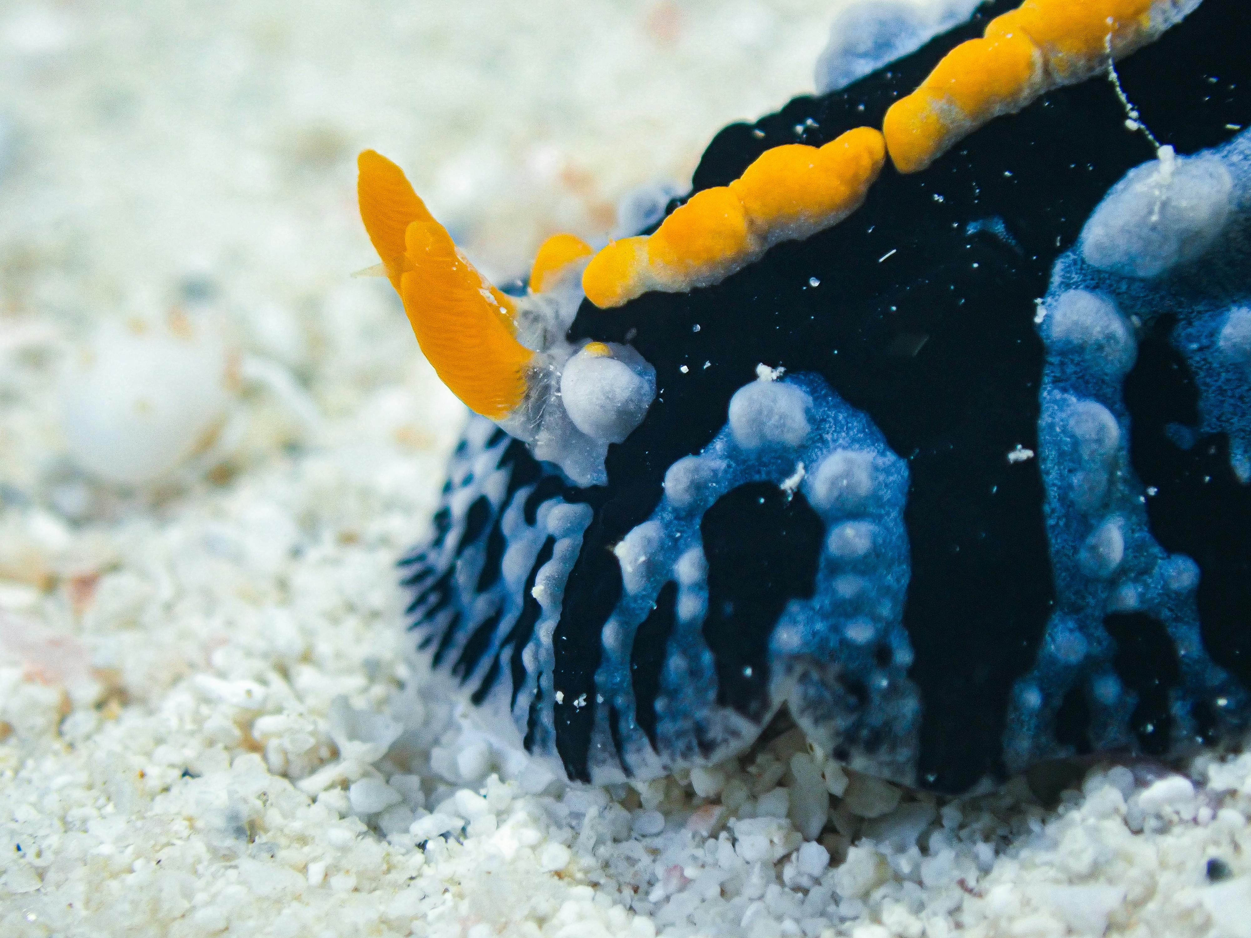 Mauritius's Rodrigues Island, Mauritius - travel photo