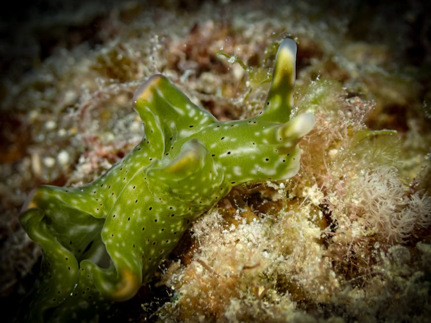 Mabul Island: Macro Paradise Just a Stone's Throw from Sipadan Mabul Island: Macro Paradise Just a Stone's Throw from Sipadan