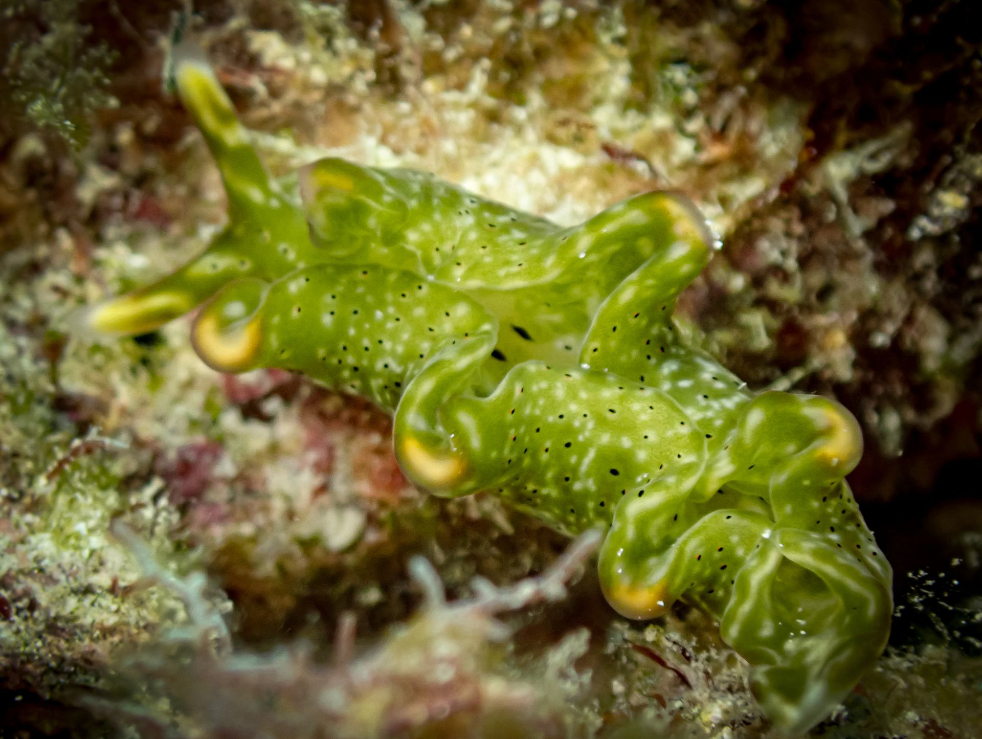 Macro shot of a vibrant green nudibranch on a reef, showcasing marine biodiversity.