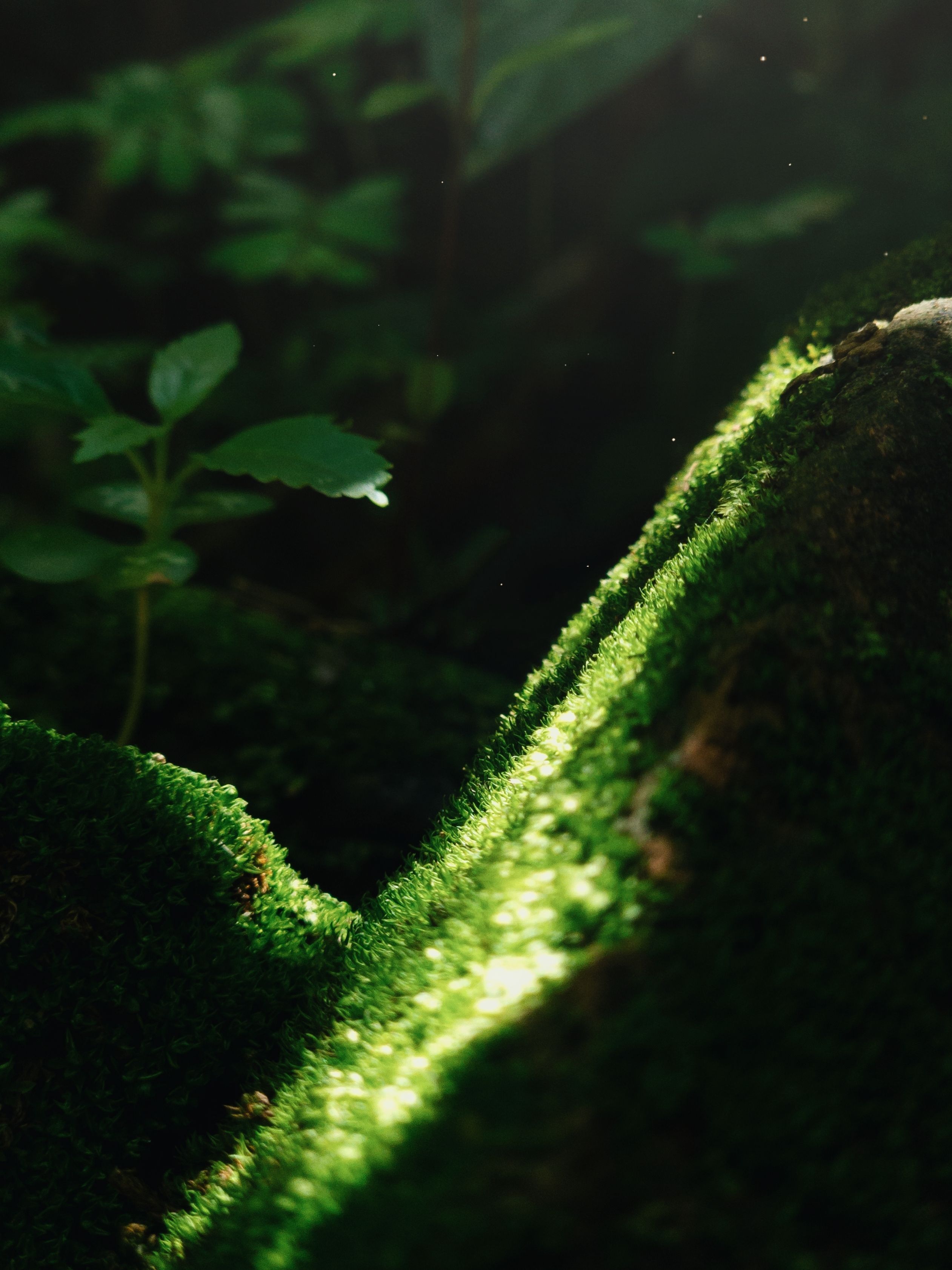 Lush Green Moss in Brazilian Forest Light · Free Stock Photo