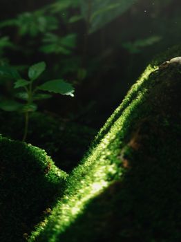 Sunlight illuminating vibrant green moss in a tranquil Brazilian forest setting.