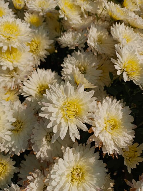 Free A captivating view of white chrysanthemums in full bloom with a hint of yellow. Stock Photo