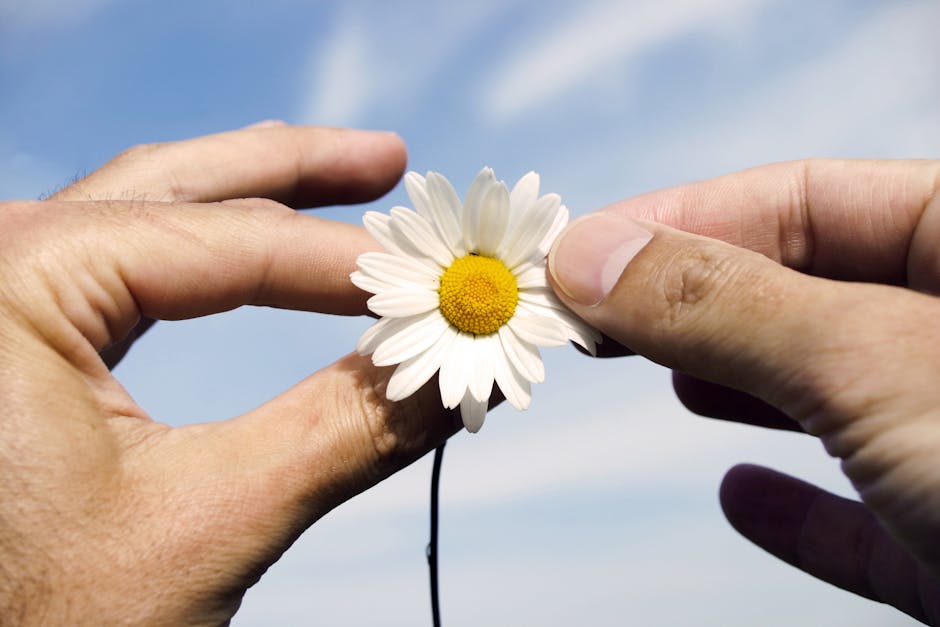 A detailed shot of an oxeye daisy flower being gently held by two hands against a clear blue sky.