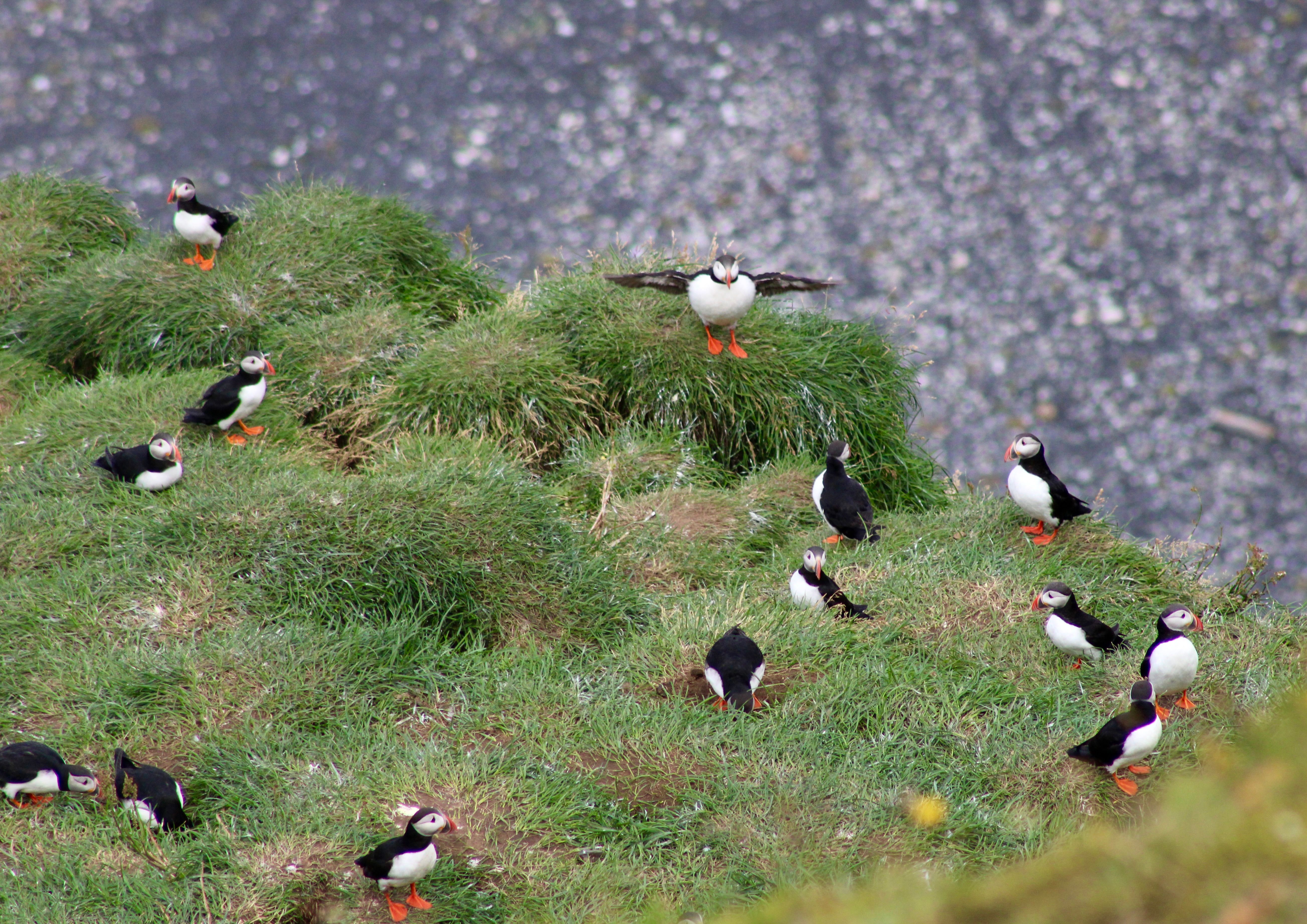 Puffin colonies Grimsey