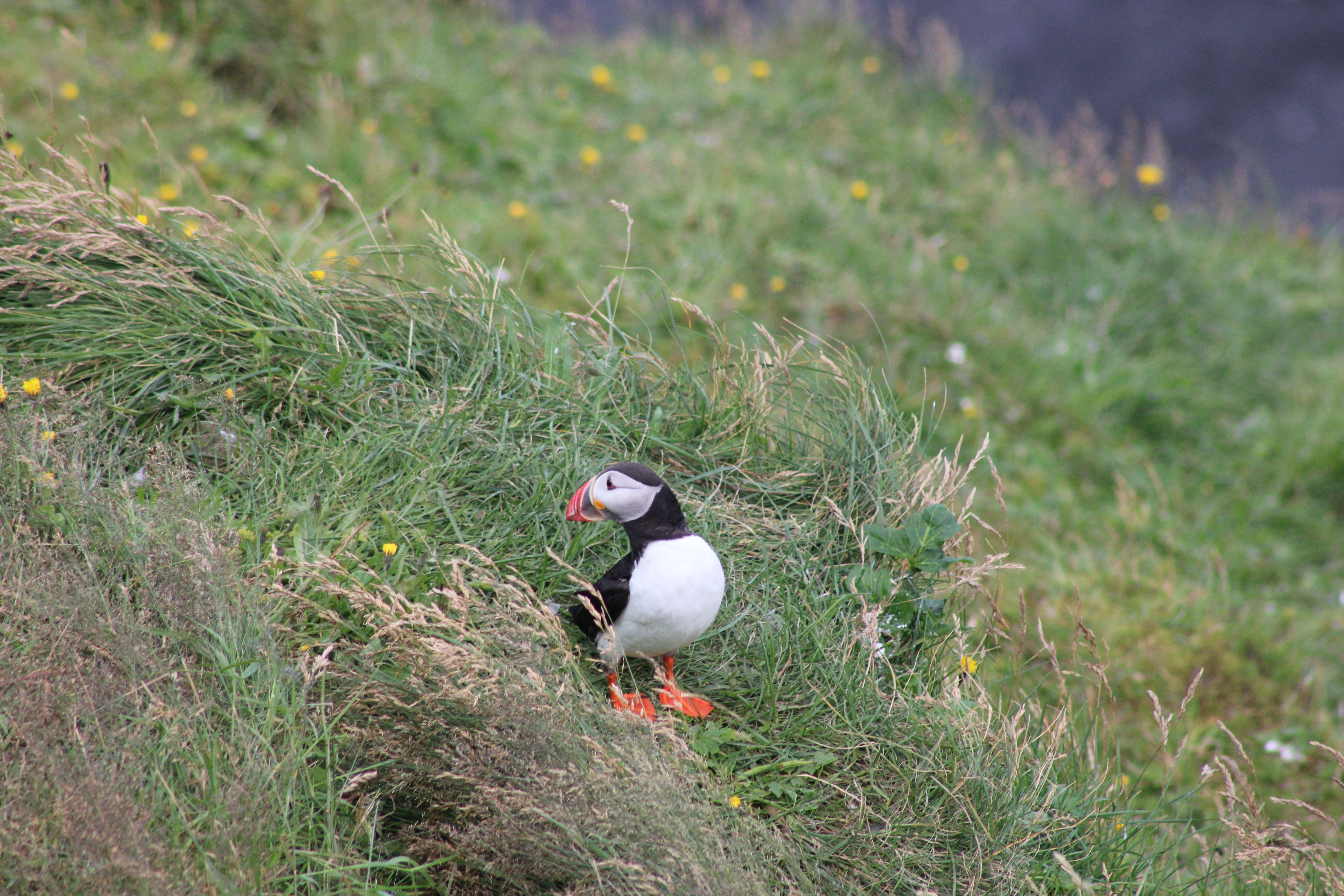 Fotomural Frailecillo atlántico descansando en acantilados cubiertos de hierba en Mýrdalshreppur, Islandia, en medio de una vegetación vibrante.