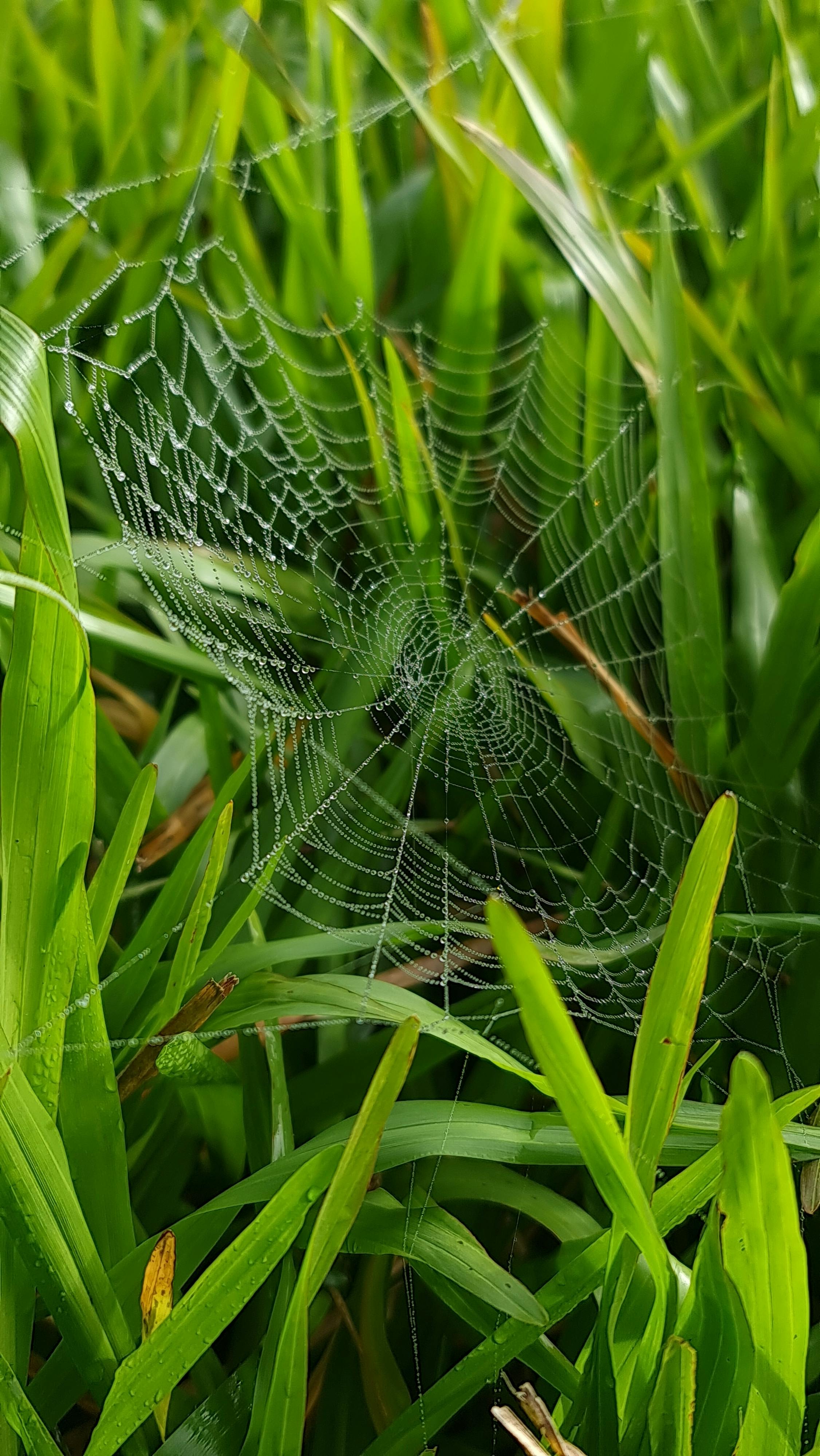 How Do Wet Noses Enhance a Dog’s Sense of Smell? The Incredible Biology Explained