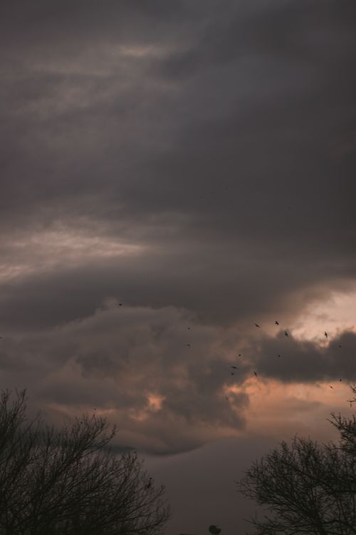 Free A moody sunset sky with dark clouds and silhouettes of birds flying amid tree branches. Stock Photo