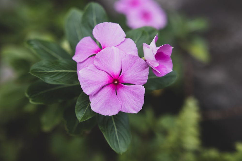 Floral Garden Harmony