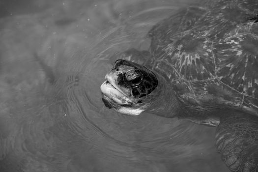 Close-up black and white photo of a sea turtle surfacing in water.