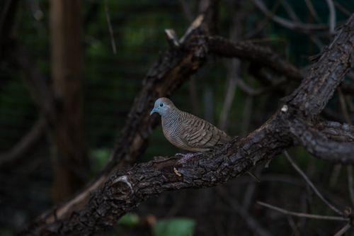 Free A zebra dove sits on a branch in a dense forest, showcasing its intricate feather patterns. Stock Photo